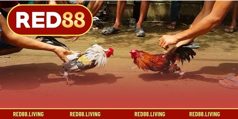 Cách dùng màu mạng gà đá để đặt cược