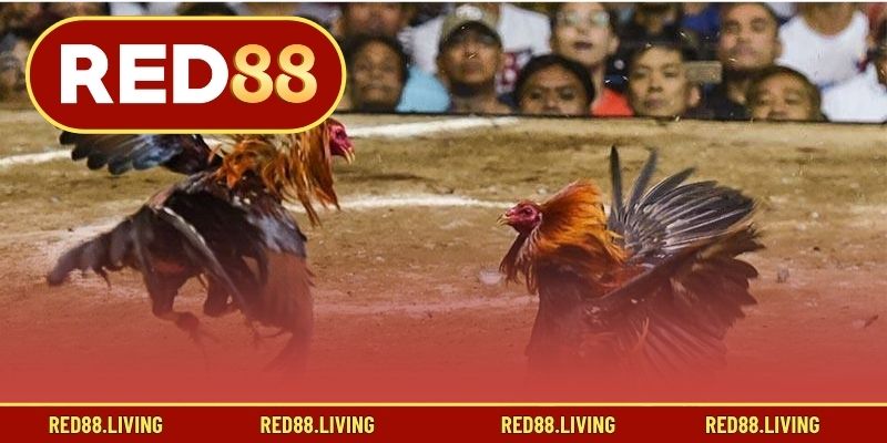 Cách nuôi dưỡng, huấn luyện gà Mỹ