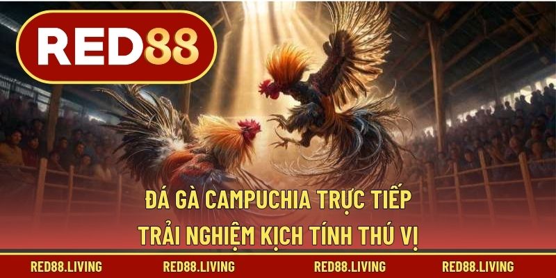 Đá Gà Campuchia Trực Tiếp – Trải Nghiệm Kịch Tính Thú Vị