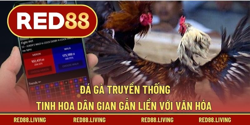 Đá Gà Truyền Thống – Tinh Hoa Dân Gian Gắn Liền Với Văn Hóa