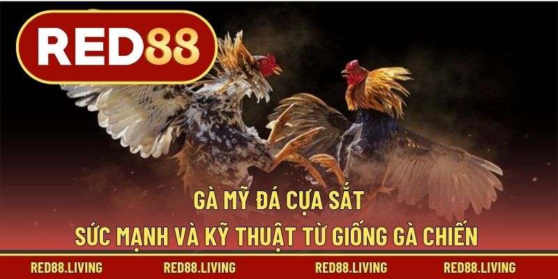 Gà Mỹ Đá Cựa Sắt – Sức Mạnh Và Kỹ Thuật Từ Giống Gà Chiến