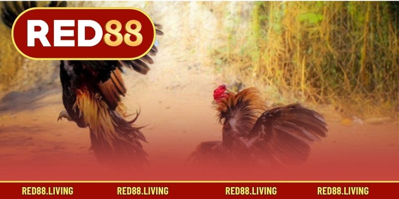 Hướng dẫn các bước xem đá gà Thomo