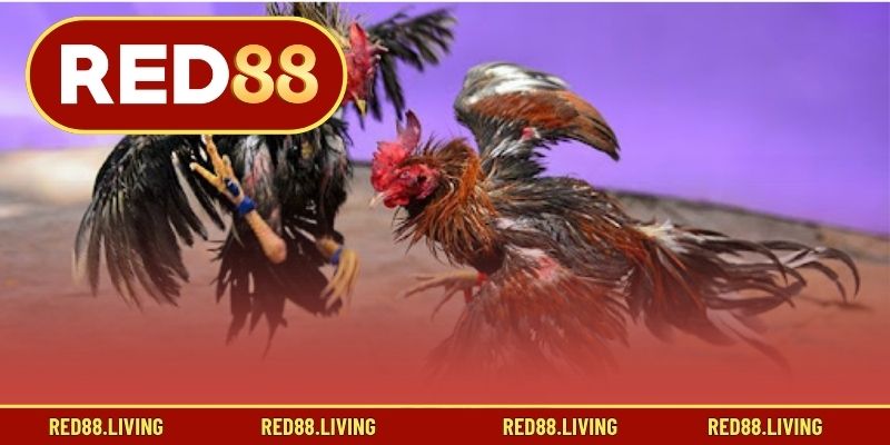 Loại hình đá gà được yêu thích nhất