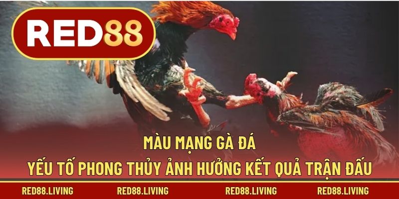 Màu Mạng Gà Đá – Yếu Tố Phong Thủy Ảnh Hưởng Kết Quả Trận Đấu