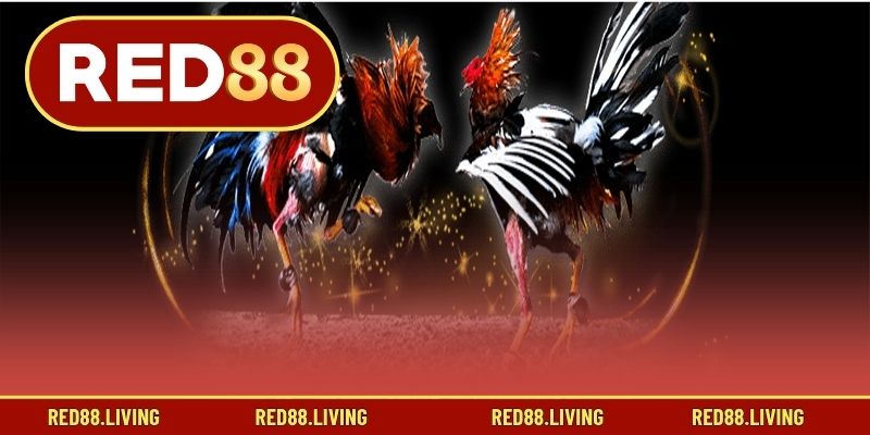 Những kiểu đá gà truyền thống thông dụng