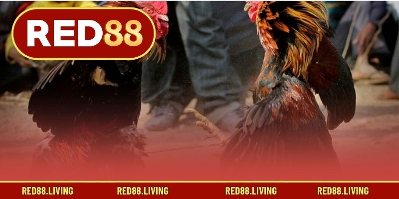 Những nét riêng của Gà Mỹ Đá Cựa Sắt