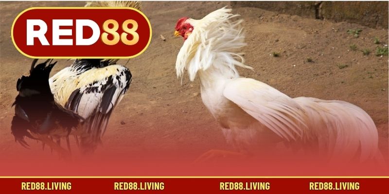 Phương pháp đặt và loại cược đá gà RED88