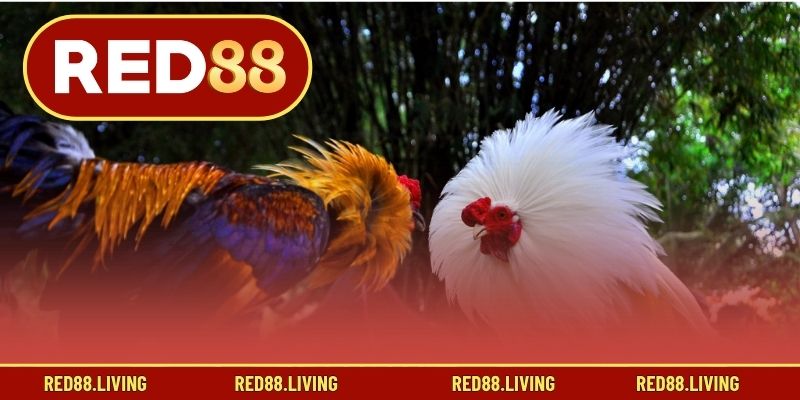 Phương pháp huấn luyện, nuôi dưỡng gà chọi