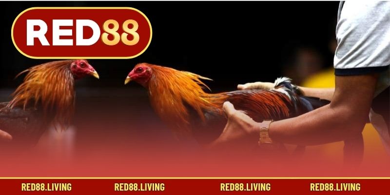 Sự hình thành của gà chọi truyền thống