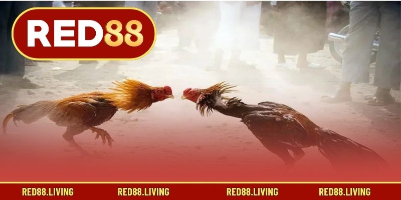 Tổng quan về đá gà online