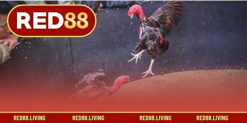 Tổng quan về Gà Mỹ Đá Cựa