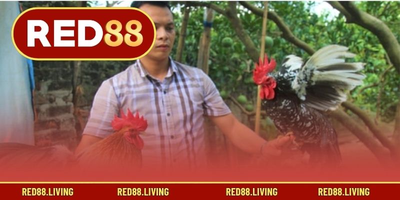 Tổng quan về xem đá gà trực tiếp