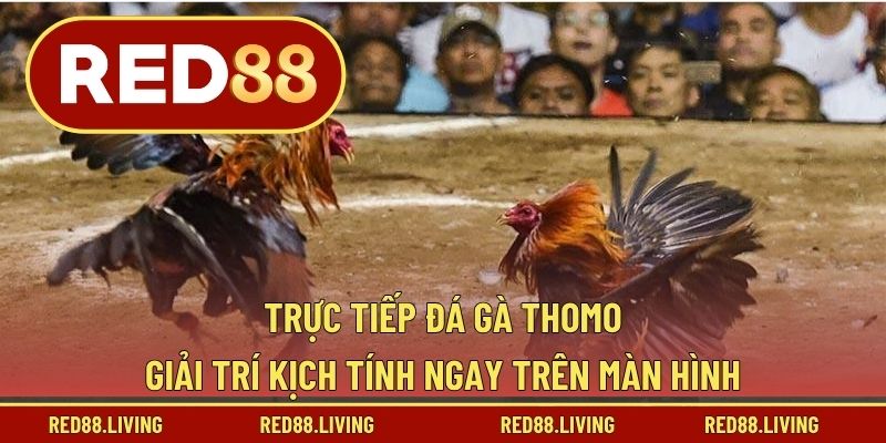 Trực Tiếp Đá Gà Thomo – Giải Trí Kịch Tính Ngay Trên Màn Hình