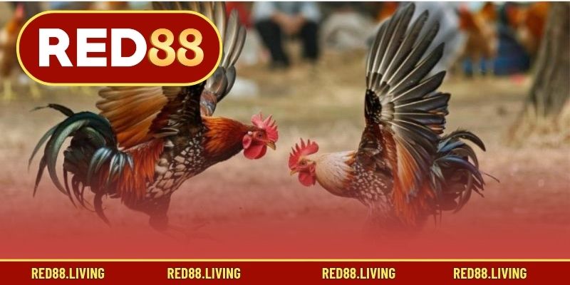 Yếu tố kỹ thuật khi chơi đá gà