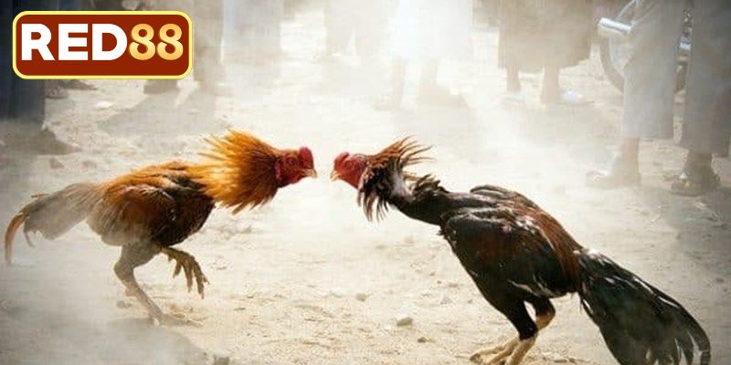 Đá Gà Trực Tiếp Hôm Nay Thomo - Đấu Trường Danh Giá Nhất