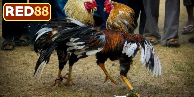 Lợi ích khi xem thi đấu gà qua mạng