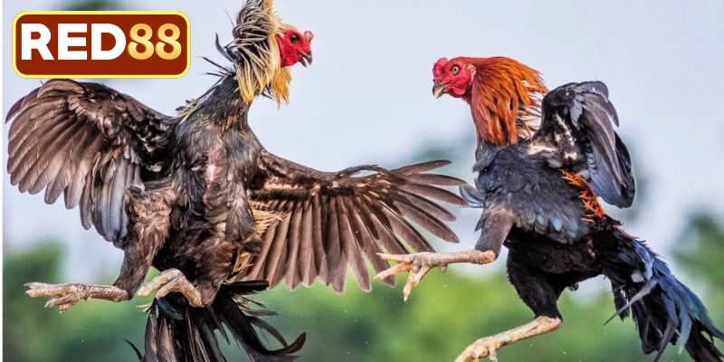 Tìm hiểu quy mô đá gà trực tiếp hôm nay Thomo